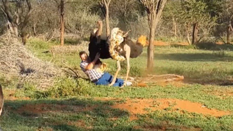 Un avestruz pisotea con furia a un hombre en Sudáfrica