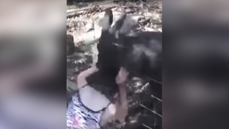 VIDEO: un canguro ataca a una niña en un parque safari en EE.UU. 