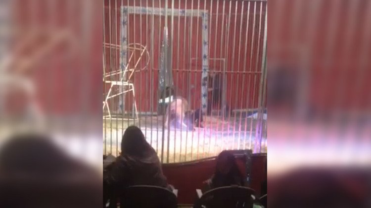 Un domador es atacado por un león y lo salva su esposa (VIDEO FUERTE) 