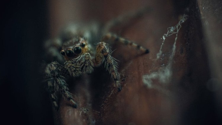Así es "la madre de todas las arañas" encontrada en Australia (FOTO) 