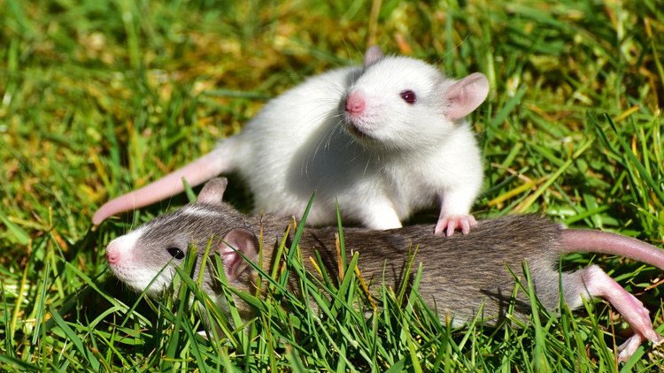¿Por qué Nueva Zelanda quiere exterminar a todas las ratas del país?