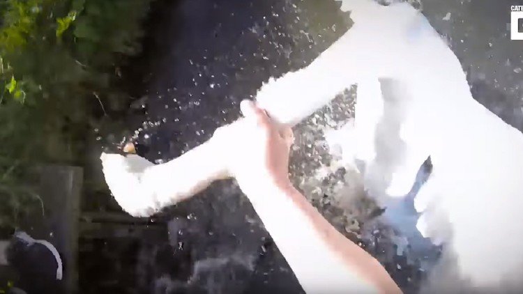 Un hombre salta sobre un cisne en un río… para salvarlo
