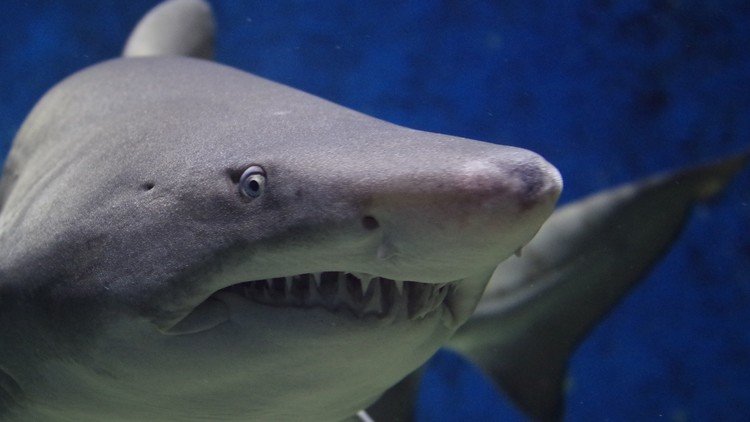 VIDEO: Varios amigos ricos se ensañan a tiros con un tiburón en México 