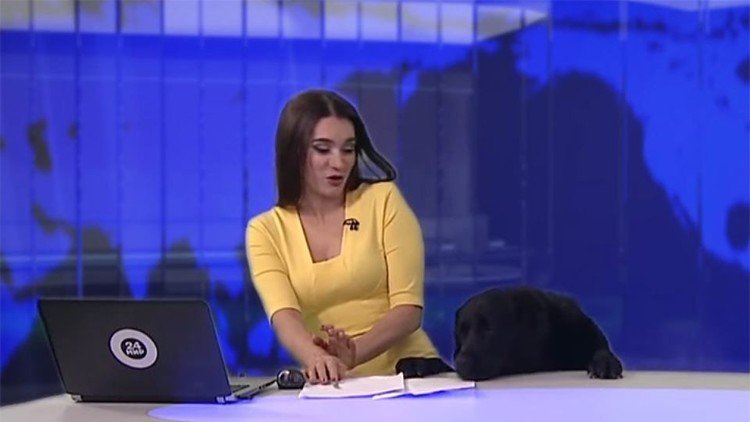 Un perro interrumpe un noticiero en vivo al aparecer de abajo de la mesa