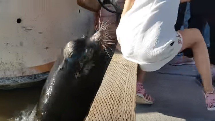 Un león marino ataca a una pequeña niña en un muelle y la arrastra al agua