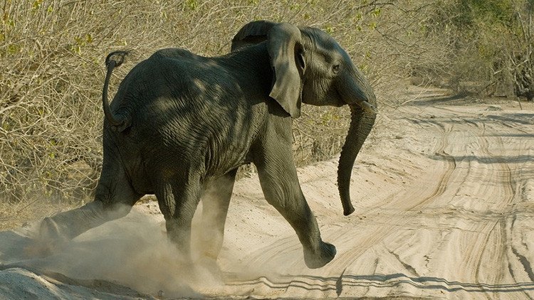 Cazaba elefantes y murió aplastado por uno abatido en su safari