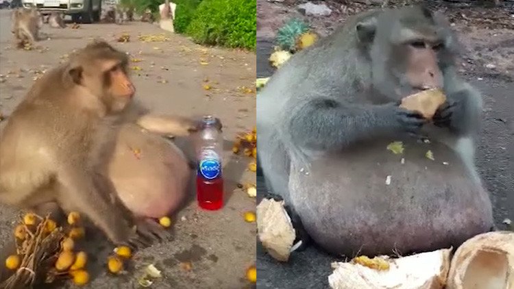 Ponen a dieta a 'Tío Gordo', el macaco adicto a la comida basura (VIDEO)