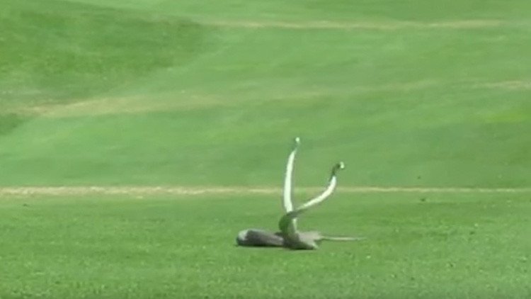 Video: Dos mambas negras pelean en un campo de golf
