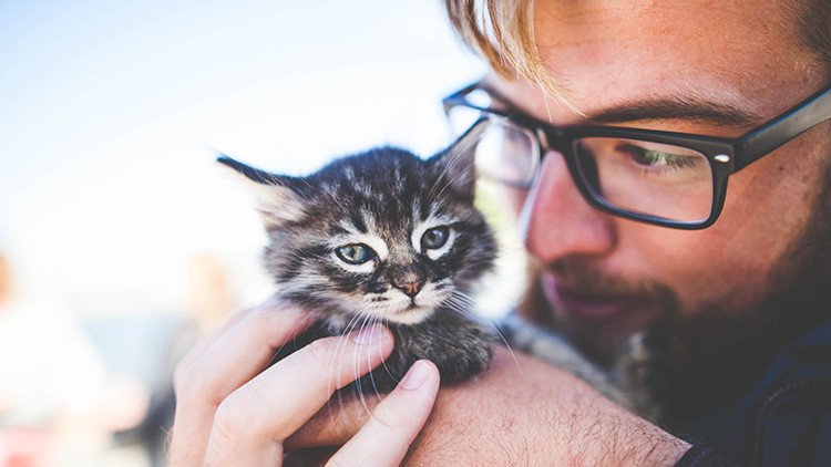 Oferta de empleo: en Irlanda necesitan cubrir la plaza de 'abrazador' de gatos