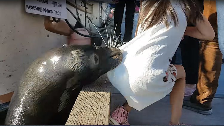 La niña atacada por un lobo marino podría tener una infección mortal (VIDEO)