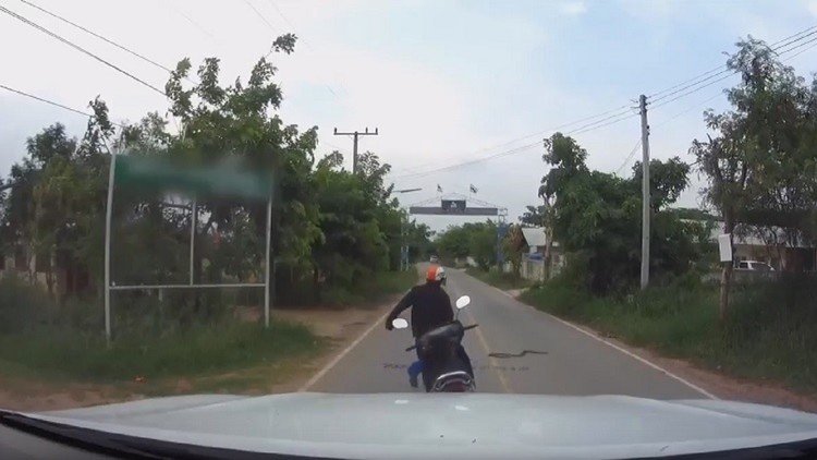 Vas en moto y una serpiente se cruza en tu camino: ¿harías esto? 