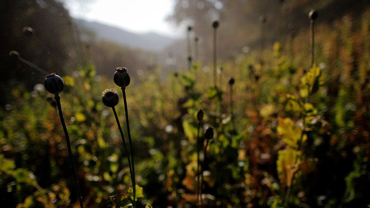 EE.UU.: Hallan opio en una granja, valorado en 500 millones de dólares