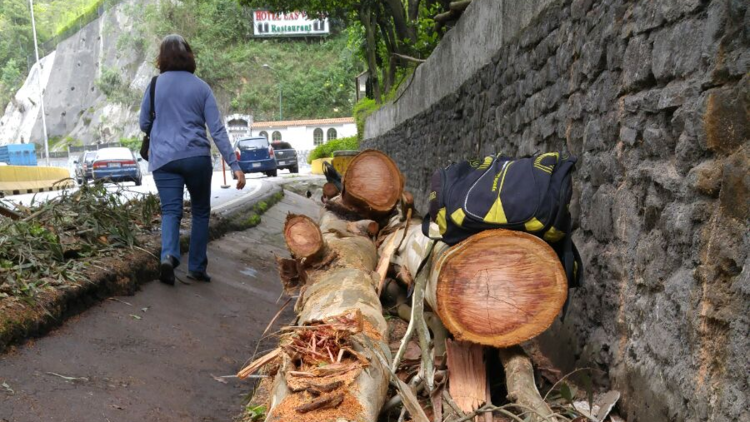 El mundo al revés: en Venezuela cortan árboles para 'protestar'