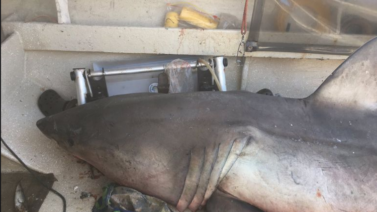 "Algo mundano": Un tiburón de 3 metros de largo se sube al barco de un jubilado australiano (VIDEO)