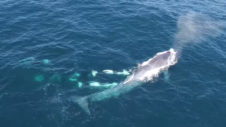 Graban cómo un grupo de orcas ataca a una ballena azul