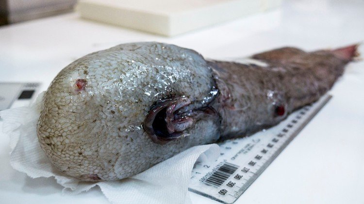 Científicos descubren un misterioso pez sin rostro en las profundidades del mar (FOTO)