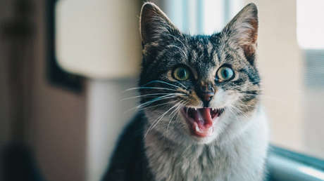 Esta es la terrible realidad detrás de los apretujones a los gatos