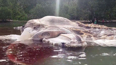 Identifican a la monstruosa criatura que desconcertó a los científicos (y no era lo que pensaban)