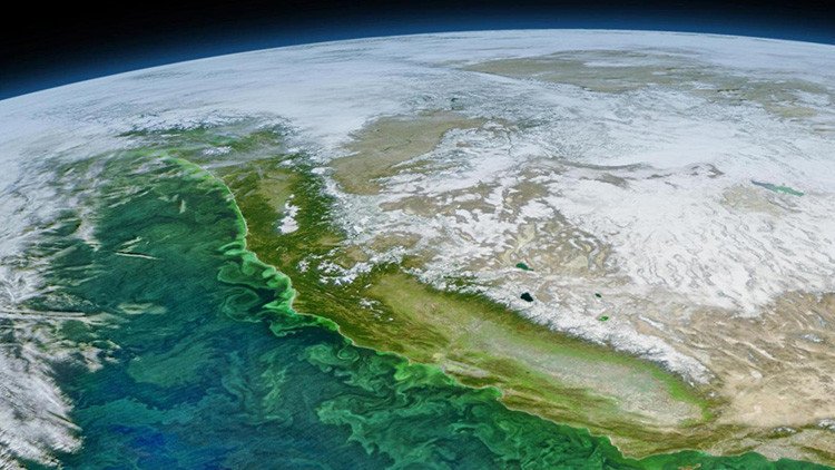 Descubren qué provocó la proliferación de algas 'zombi' en California 