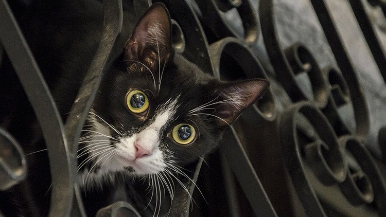 Matanza de animales en Francia: un 'asesino en serie' envenena a más de 200 gatos