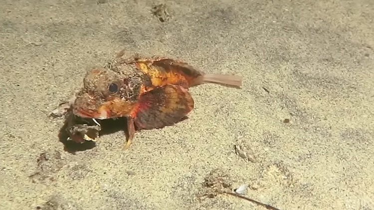 'Caminante no hay camino': pez que anda por el fondo marino desconcierta a los científicos (Video)