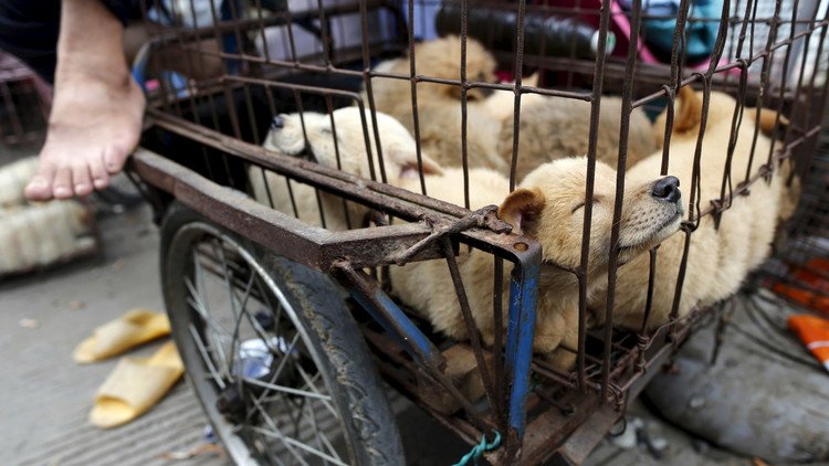 Imágenes fuertes: Un popular restaurante de China vende carne de perro pese a la prohibición