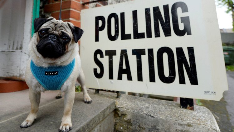 Perros, gatos y caballos participan en las elecciones en el Reino Unido (FOTOS)