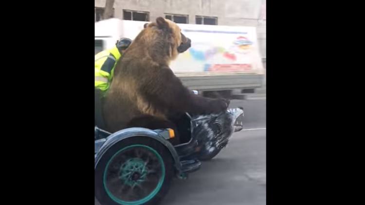 Un oso se pasea por una ciudad rusa montado en una motocicleta