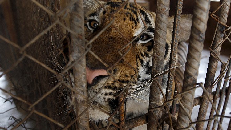 Carne de tigre y joyas con dientes de oso: el sucio negocio que florece en el sudeste asiático