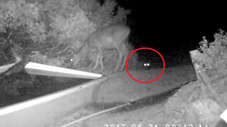El veloz ataque de un puma que no dio opciones a un ciervo