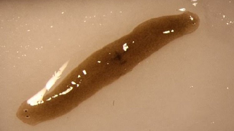 FOTOS: A un gusano enviado al espacio le salen dos cabezas