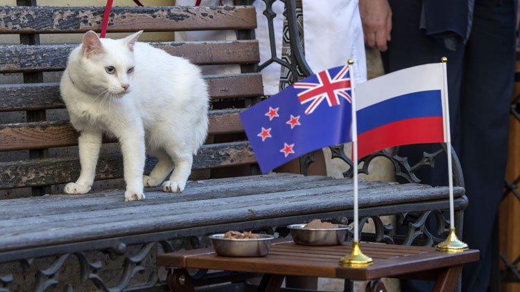 Copa Confederaciones: El gato adivino del torneo apuesta por la victoria de Rusia ante Nueva Zelanda