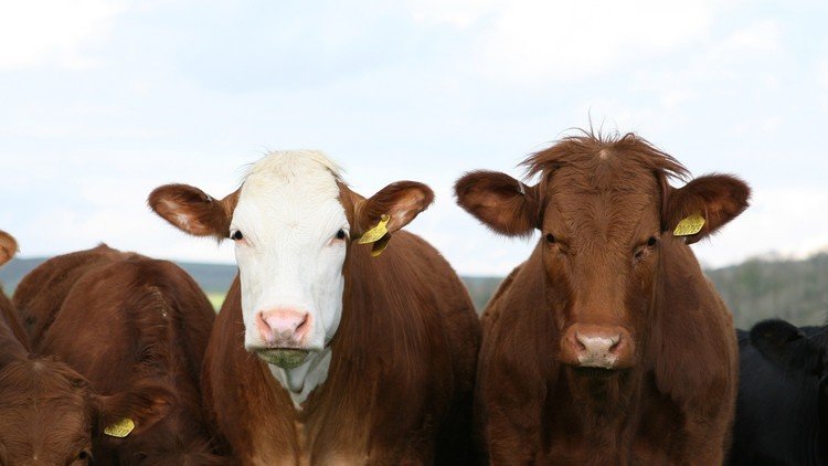 ¿Las vacas color café dan leche chocolatada? ¡Adivine cuántos estadounidenses creen que sí!