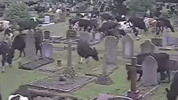 Más de 400 vacas asustadas invaden un cementerio británico 