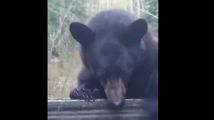 Ver para creer: Un hombre persigue al oso que le robó su mochila