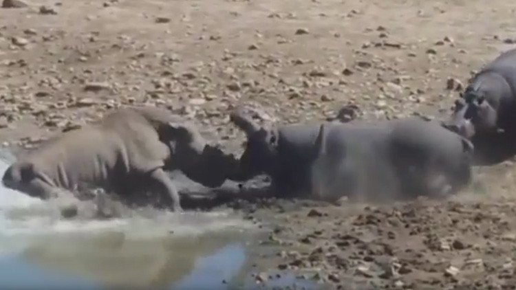 Video fuerte: Hipopótamo mata a un rinoceronte que quería beber en su charca