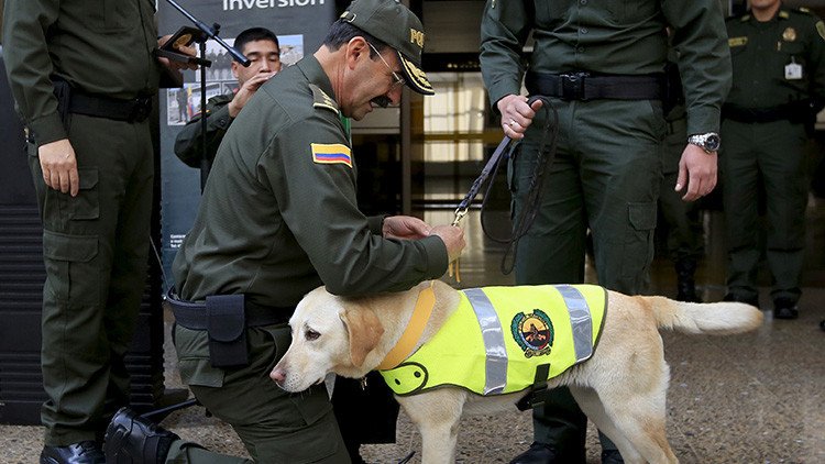 'Gato encerrado': Reacción de perro antiexplosivos genera pánico en Colombia