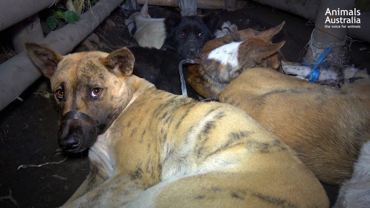 FUERTES IMÁGENES: Masacran a perros en Bali para vender su carne a turistas