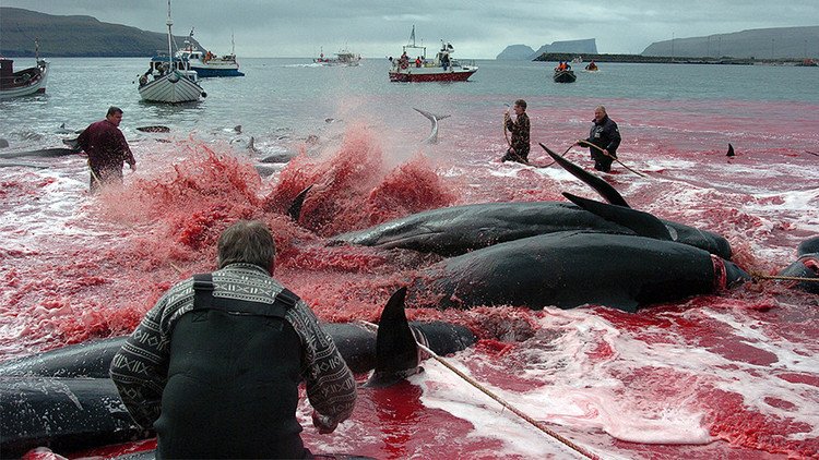 El Atlántico se tiñe de sangre: así masacran a ballenas en las islas Feroe (FOTOS, VIDEO GRÁFICO)