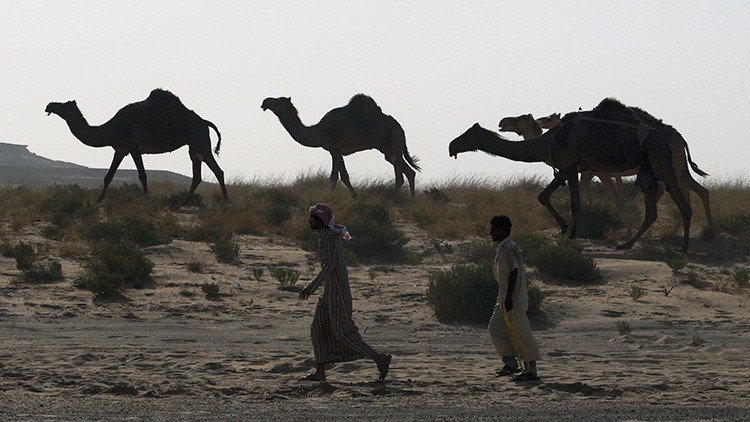 Arabia Saudita expulsa a miles de camellos y ovejas de Catar (FOTOS)