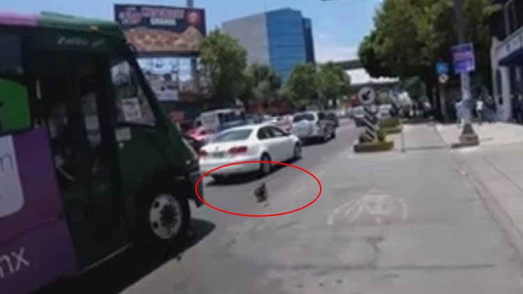 Video: Persecución de una ciclista para salvar a un perro en una avenida de México se hace viral