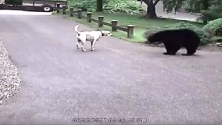VIDEO: Un valiente perro labrador expulsa a una osa de una ciudad estadounidense