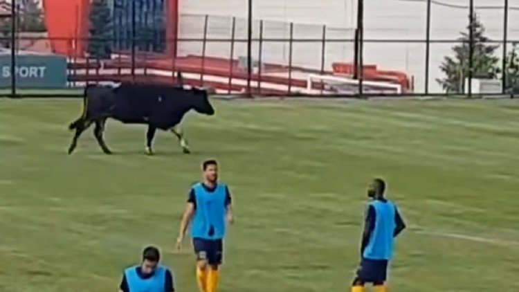 Un toro se cuela en medio de un partido de fútbol