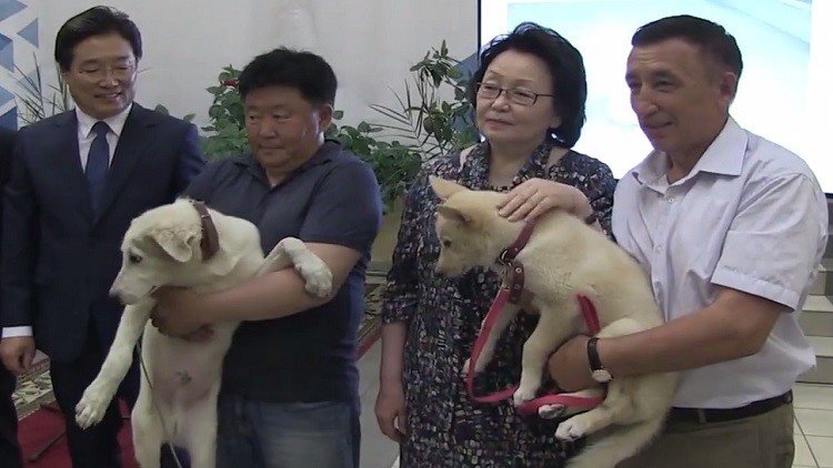 Video: Presentan en Rusia dos cachorros clonados a partir de las orejas de dos perros