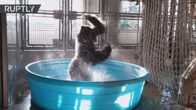 El impresionante y pegajoso baile de un gorila se vuelve viral en la Red 