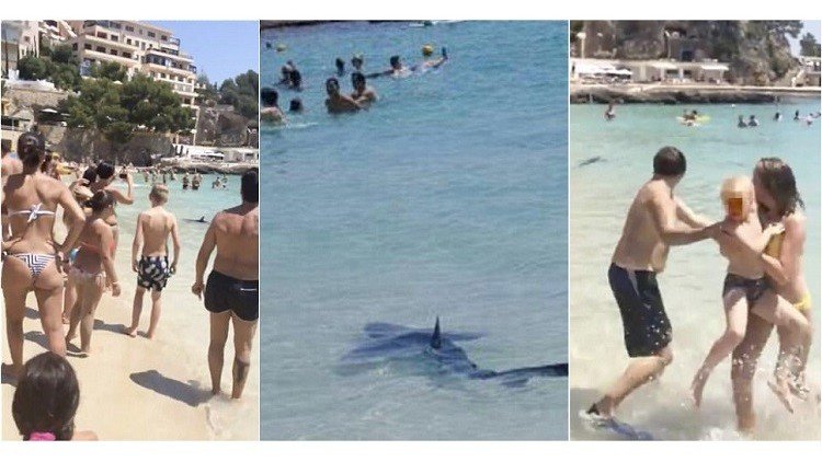 Un tiburón varado aterroriza a bañistas en España y lo sacrifican 