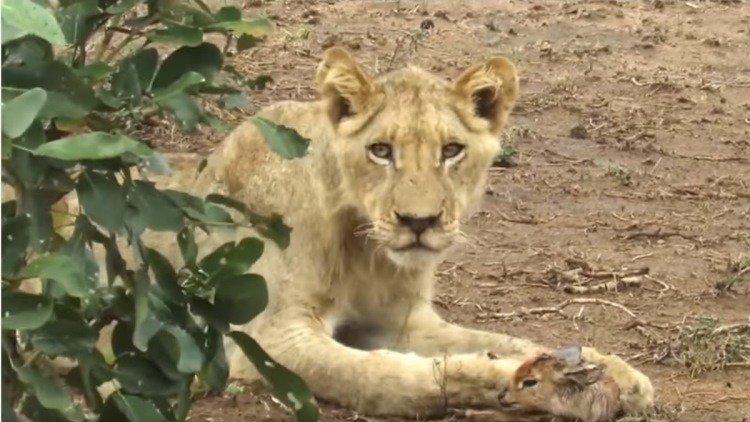 Una leona adopta a una cría de antílope 