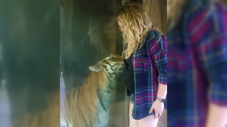 Una embarazada y un tigre viven un tierno momento en un zoo