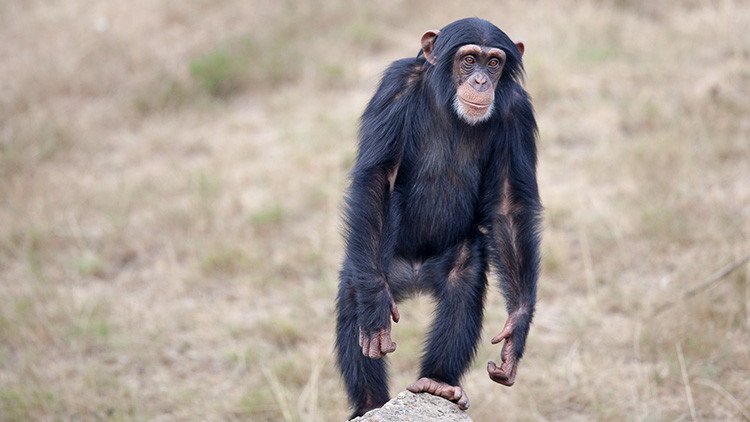 Los chimpancés son más fuertes que los seres humanos (y ya se sabe por qué)