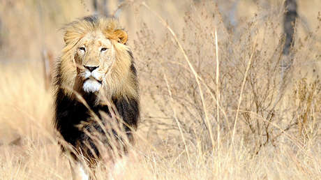 Brujos matan cruelmente a dos leones que habían escapado de los maltratos en un circo